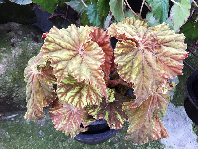 B. ‘Ofukuro’
